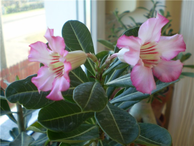 adenium